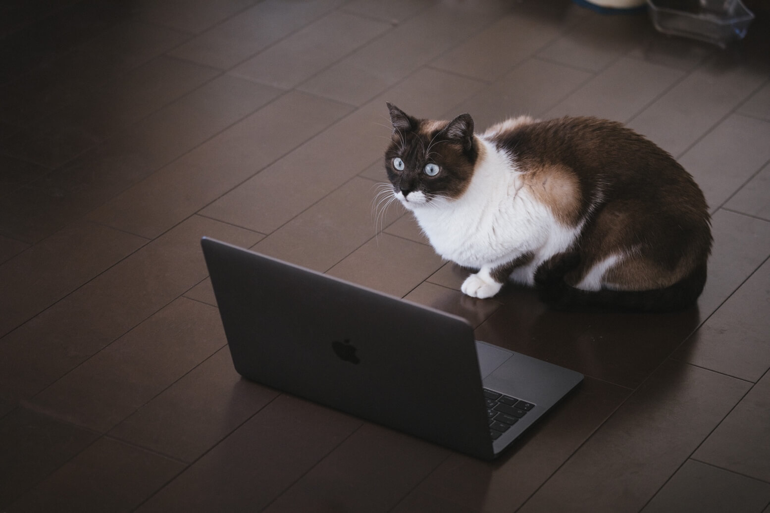 猫がノートパソコンを見ているイメージ